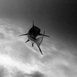 OBIDJONOV🦈
